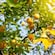 Lemons growing from the branches of a lemon tree